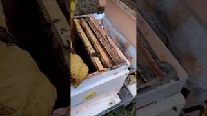 5+ Зимовка бакфаста в Кировской области