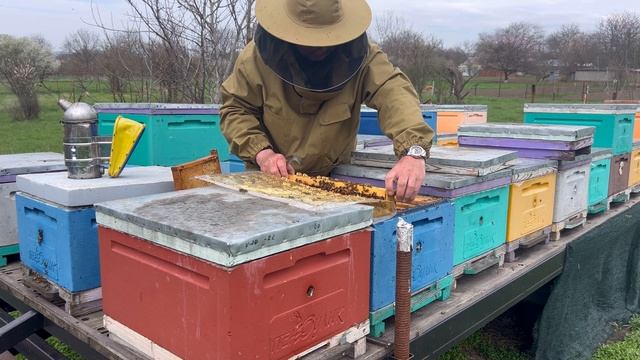 Первое расширение гнезд пчел. смотреть онлайн