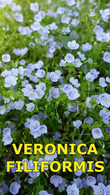 Veronica filiformis смотреть онлайн
