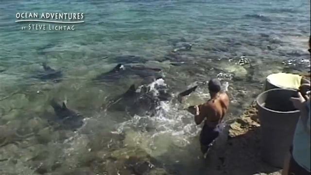 Bull Sharks in Bahamas смотреть онлайн