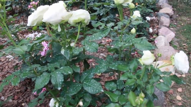 Прекрасные розы в саду. Букет из роз смотреть онлайн