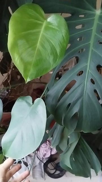 лиана монстр смотреть онлайн