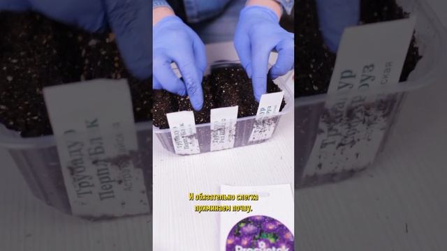 Астры зацветут на 2 месяца раньше! Сеем астру на рассаду для пышного и долгого цветения смотреть онлайн