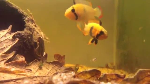 Apistogramma panduro смотреть онлайн