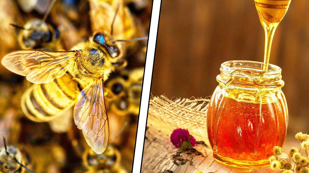 КАК ПЧЕЛЫ ДЕЛАЮТ МЕД? смотреть онлайн