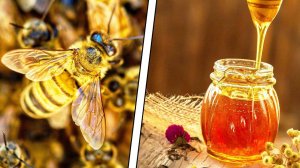 КАК ПЧЕЛЫ ДЕЛАЮТ МЕД?