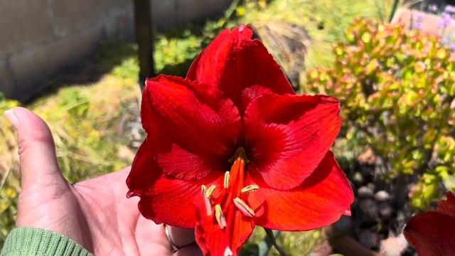 Blooming today-Epiphyllum, Iris, Amaryllis and more смотреть онлайн