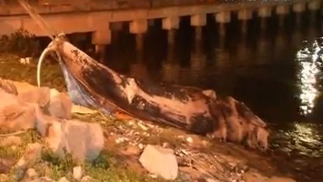 DEAD SPERM WHALE FOUND AT JURONG ISLAND смотреть онлайн