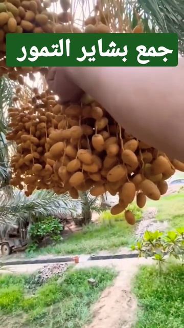 جمع بشاير إنتاج السكري الملكي смотреть онлайн