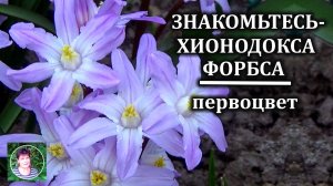 ХИОНОДОКСА ФОРБСА Весенние луковичные первоцветы Полный обзор