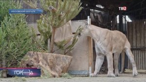 Пума Геркулес привыкает к новой жизни в Московском зоопарке / Город новостей на ТВЦ