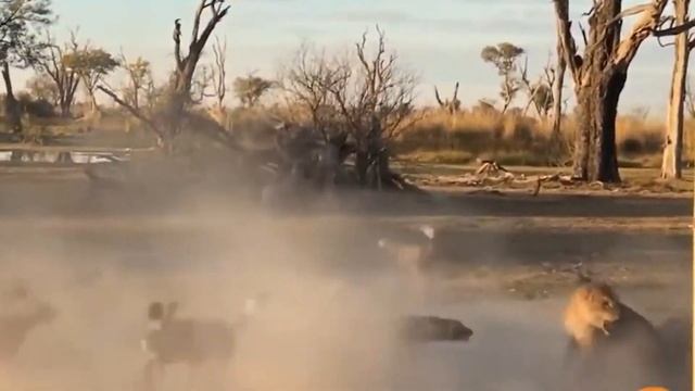 10 Terrifying Moments When A Predator Is Brutally Attacked By Dangerous Prey In Africa смотреть онлайн