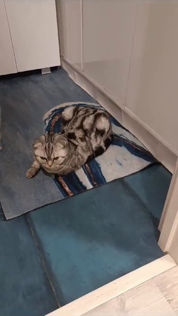 Лежит на коврике