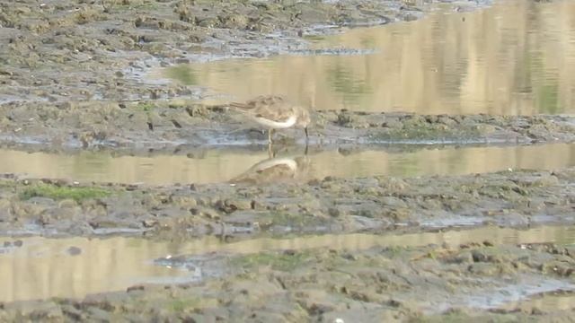 Temminck's Stint Calidris temminckii смотреть онлайн