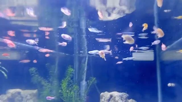 Danios/Mollies/Apple Snail/Betta Fish|Tank mates смотреть онлайн