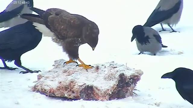 vlc-record-2012-01-25-12h48m26s-rtsp___193.40.124.8_1935_live_nova-.mp4 смотреть онлайн