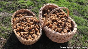 Невероятное количество сморчковой шапочки в ясеневых посадках