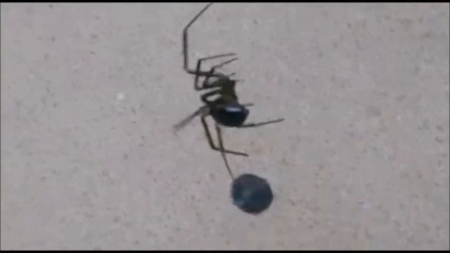 Yalancı Karadul Nobilisin Rutubet (Top) Böceği Avı.. False Widow, Steatoda Nobilis смотреть онлайн