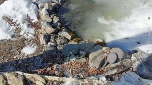 Первоцветы под снегом торопят погоду/ мышки погрызли гортензии