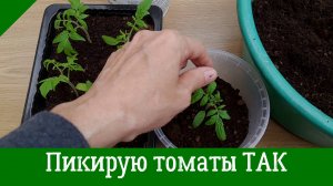 ПИКИРУЮ ТОМАТЫ ТАК! Как правильно пикировать рассаду томатов