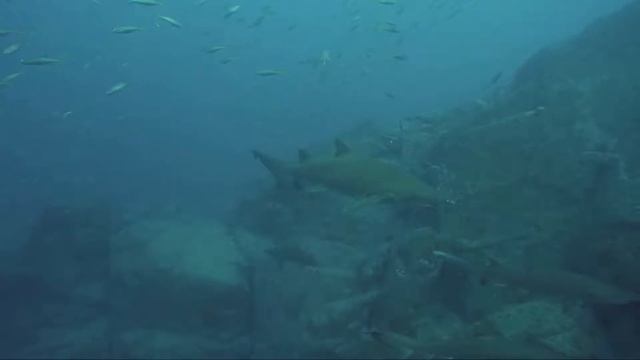 Fish Rock - Grey Nurse Sharks смотреть онлайн