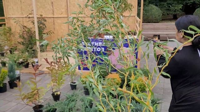 Фестиваль Цветов г Нальчик Площадь Согласия 23.09.23. КБР Festival' Tsvetov G Nal'chik