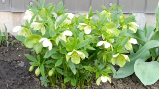 3.04.25г /Три дня вокруг берега, спасаю рыбок. Огород.Цветы. смотреть онлайн