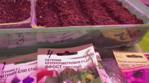 ПЕТУНИЯ взошла через 4 дня, вся оды на 29.01.25.