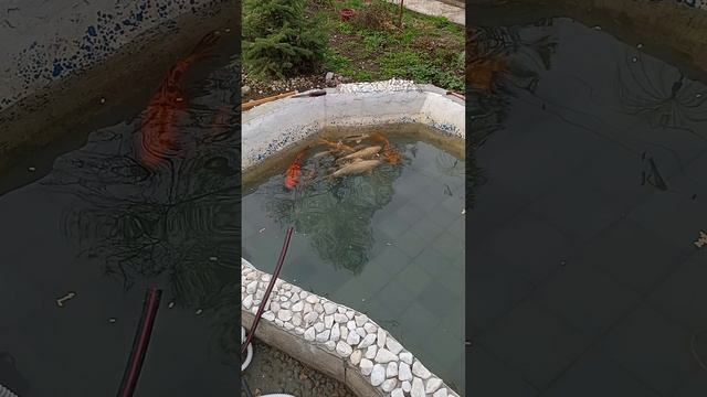 Карпы Кои смотреть онлайн