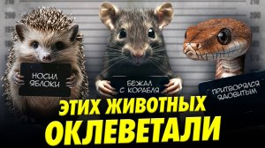 Почему крысы не бегут с корабля? | Борис Жуков | Ученые против мифов 23-13