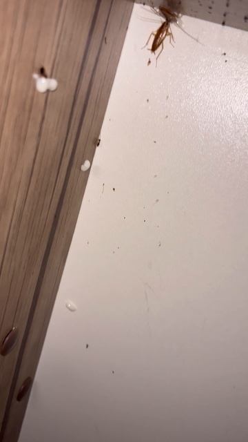 Тараканы трапезничают 🤤