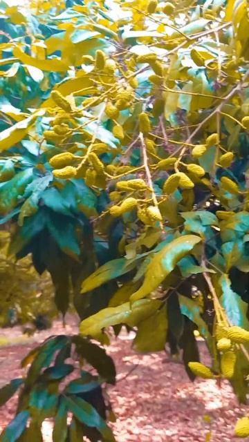 Lichu fruits, Indian best fruit, West Bengal best fruit Lichu, lichi смотреть онлайн