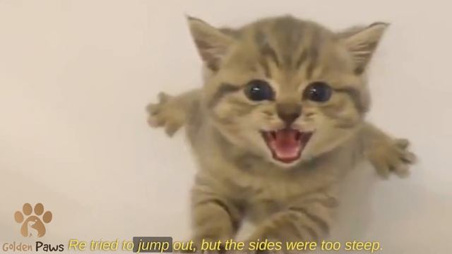 The Kitten Was Stuck in the Bathtub, No One Was Home, There Was Little Chance смотреть онлайн