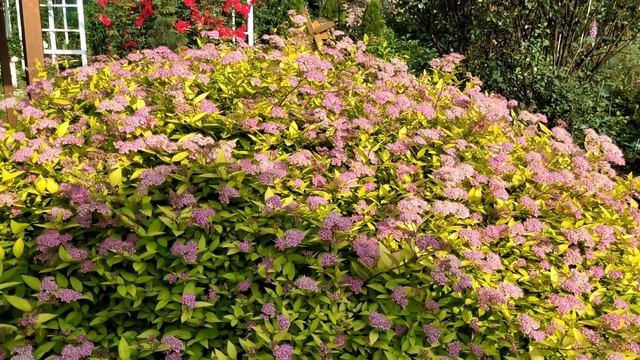 А розы всё краше и краше... Приглашаю на прогулку по саду с розами. Часть 1 смотреть онлайн