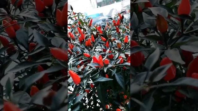 there are peppers 🌶 in my window like flowers 💐 смотреть онлайн