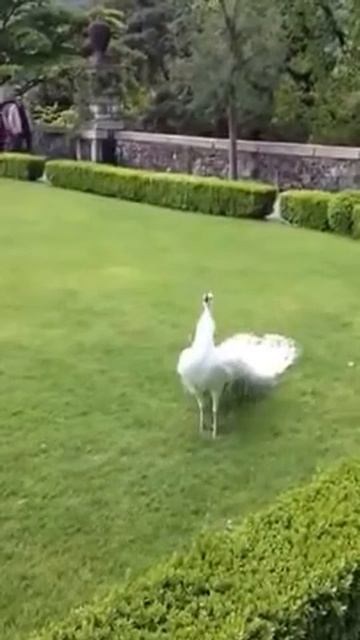 ИНДИСКИЙ, БЕЛЫЙ ПАВЛИН смотреть онлайн