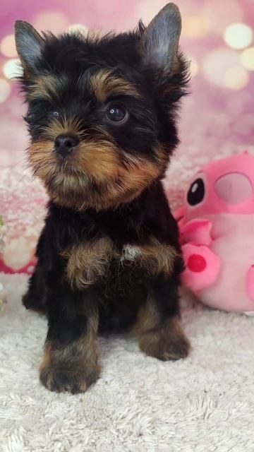 цветной йорк, девочка в продаже. www.dog-mini.ru смотреть онлайн