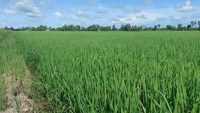 Nông dân mướn phải đất 2 từng ( lúa rài ) phải xịt bỏ toàn bộ 64 công để sạ lại смотреть онлайн