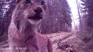 Рысь побольше кошки будет