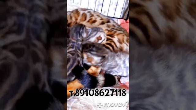 БЕНГАЛЬСКИЕ КОТЯТА В ОБНИНСКЕ смотреть онлайн