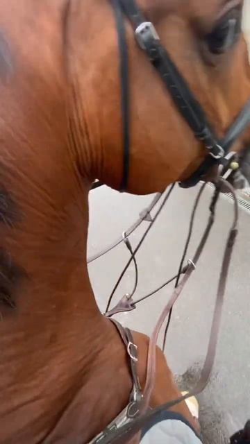 Ваше любимое 🤩 и Флёра, конечно же #лошади #horse #конкур #equestrian #конныйспорт #horseriding смотреть онлайн