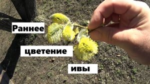 Ива зацвела рано.Что это значит для пчёл и пчеловода ?