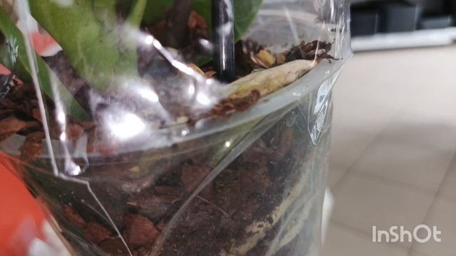 Орхидеи в Летто/ Краснодар/03.04..25/ смотреть онлайн