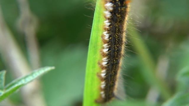 Rietvink - Euthrix potatoria смотреть онлайн