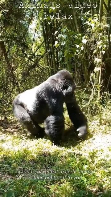 Are chimps friendly to humans 🐒🤩 #shorts смотреть онлайн