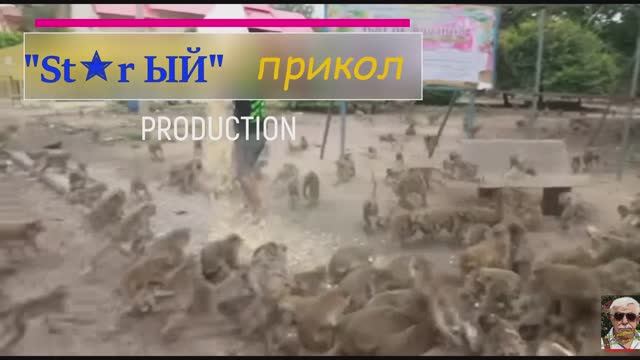 Планета обезьян. Тайланд