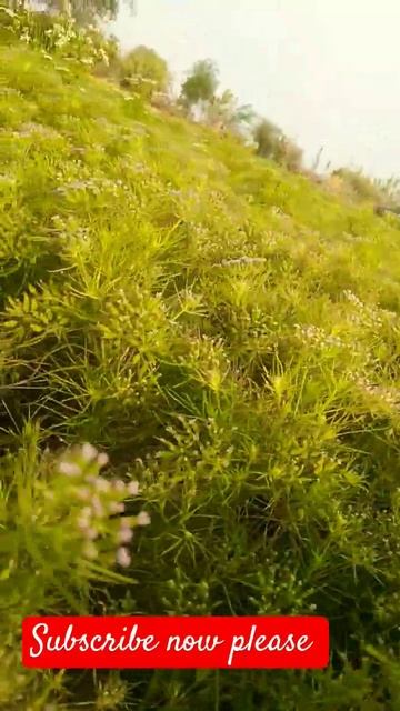 jeera 👍💯💯💯 jeera 👍💯💯👍 #shortsvideo #youtube смотреть онлайн