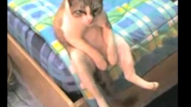 cea mai tare pisica....:)))) смотреть онлайн