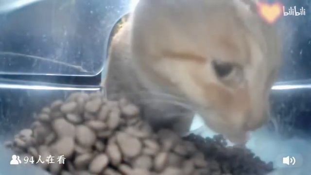 кот ест на камеру смотреть онлайн