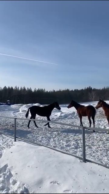 Чистокровные жеребята 2023 г смотреть онлайн